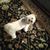 Mary Lavina Moore's profile image