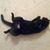 Linda Chase-Calef's profile image