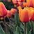 Marit Irene Nordbo's profile image