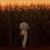 Bo Anderson's profile image