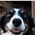 Shari Wooddogphoto's profile image