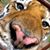 Christine Shelly's profile image