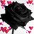 Dawn Scott's profile image