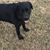 Rose Corkadel Ruoff's profile image