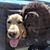 Deb Harmon's profile image