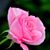 Yolanda Verheggen's profile image