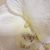 Melissa Ruiz's profile image