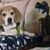 Tony Campanale's profile image