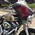 Joe Gallo's profile image