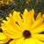 Lisa Honer Chambers's profile image