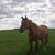 Nicole Serres's profile image