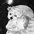 Diana Hoke's profile image