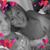 Christa Reed-Bonebrake's profile image