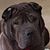 Terri Barczak Shields's profile image
