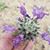 Melanie Pasqua Saldana's profile image