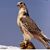 Ahmad Elebrahim's profile image