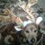 Lisa Inez Coggin's profile image