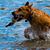 Lisa Kellehan Foster's profile image