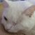 Cheryl Knisely's profile image