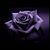 Rebecca Webb's profile image
