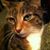 Joyce Bailey's profile image