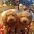 Dot Tully's profile image