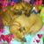 Sharon Johnson's profile image