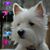 Rachel Amber Torin's profile image