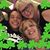 Elaine DeRossi's profile image