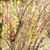 Saskia Davies's profile image