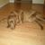 Carol Dillman Brown's profile image