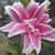 Lisa Aznar's profile image