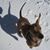 Livia Wieringa's profile image