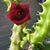 Rhonda Matterson's profile image