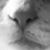 Diane Inserra's profile image