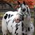 Pepper Be's profile image