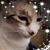 Lisa R Herman's profile image