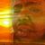 Bossman Montana's profile image