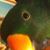 Carol Carniglia-Scimeca's profile image