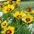 Evelyn Sandefur's profile image