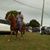 Pedro Henrique Mello's profile image