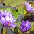 Doreen Miller's profile image