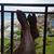 Logene Pierre's profile image