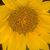 Rena Miller's profile image