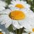 Flor Ramos's profile image