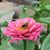 Patricia Dasher-Williams's profile image