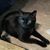Sirene Darrell's profile image