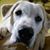 Lori Williams Mackenzie's profile image