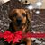 Debi Hoover's profile image