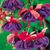 Chrissy Stranahan's profile image